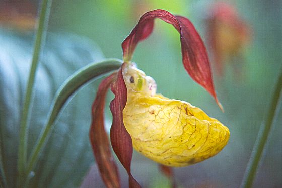 Blüte des Gelben Frauenschuhs - 32 KB