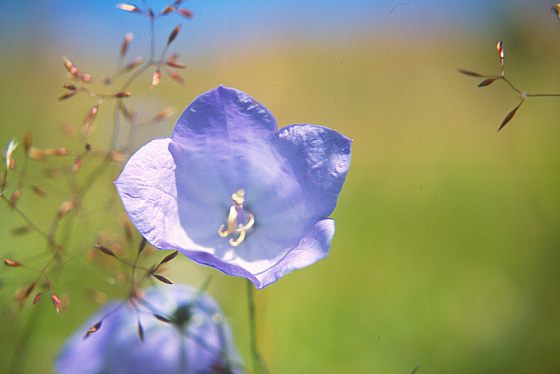 Blüte der Rundblättrigen Glockenblume - 25 KB